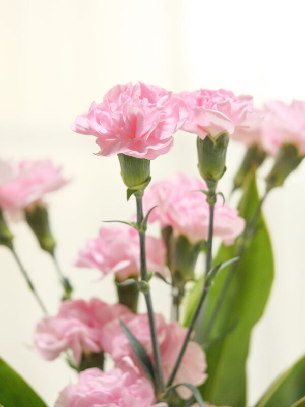 カーネーションの写真