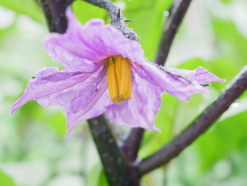 ナスの花のマクロ写真